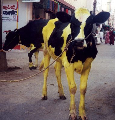 Painted cow