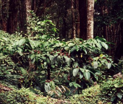 coffee bushes