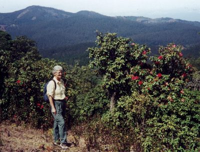 Rhododendron in Ooty