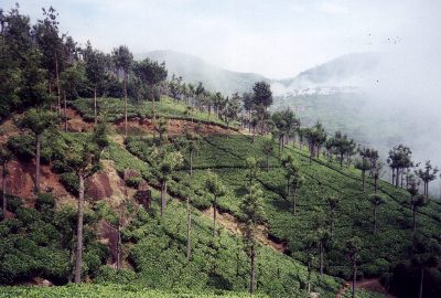 Tea plantation in Ooty