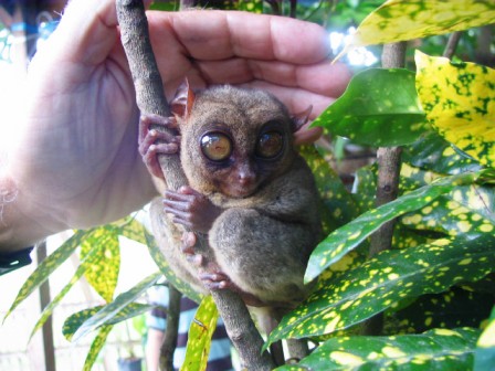 Tarsier monkey